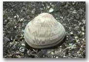 little_neck_clam